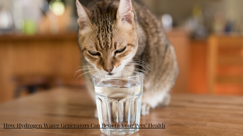 How Hydrogen Water Generators Can Benefit Your Pets’ Health